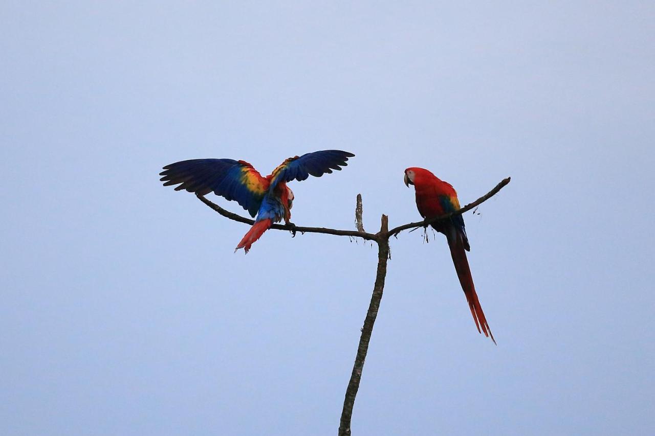 La Munequita Lodge 1 - Culture & Nature Experience Palmar Norte Luaran gambar
