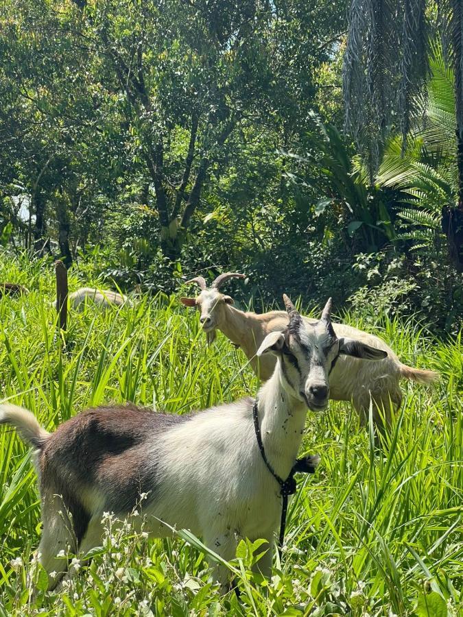 La Munequita Lodge 1 - Culture & Nature Experience Palmar Norte Luaran gambar